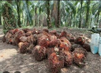 Pemkab Aceh Timur Optimalkan PAD dari Lahan HGU