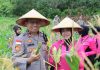 Kapolres Natuna Panen Raya Jagung Serentak, Dukung Ketersediaan Stok Lokal