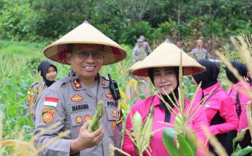 Kapolres Natuna Panen Raya Jagung Serentak, Dukung Ketersediaan Stok Lokal