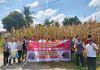 Polsek Tanah Jawa Sukses Panen Jagung dalam Rangka Penguatan Program Pekarangan Pangan Lestari