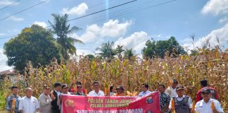 Polsek Tanah Jawa Sukses Panen Jagung dalam Rangka Penguatan Program Pekarangan Pangan Lestari