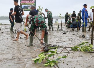 TMMD ke 123 Peduli Lingkungan, Kodim 0318/Natuna Tanam Mangrove untuk Masa Depan