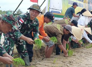 Kodim 0318/Natuna Dukung Swasembada Pangan Progam Pemerintah, TNI dan Petani Bersinergi