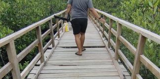 Jembatan Wisata Mangrove Pering di Natuna Rusak, Keindahan Alam Terancam Terabaikan
