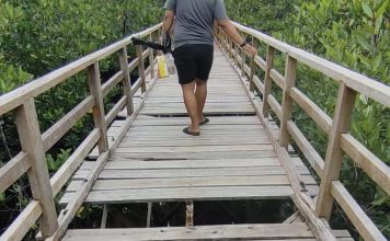 Jembatan Wisata Mangrove Pering di Natuna Rusak, Keindahan Alam Terancam Terabaikan
