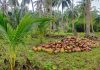 Peremajaan Kebun Kelapa, Peluang Ekonomi Masa Depan Petani Natuna