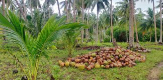 Peremajaan Kebun Kelapa, Peluang Ekonomi Masa Depan Petani Natuna