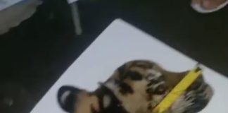 Sat Reskrim Polres Aceh Tengah Gagalkan Perdagangan Kulit Harimau Sumatra Lima Pelaku Ditangkap