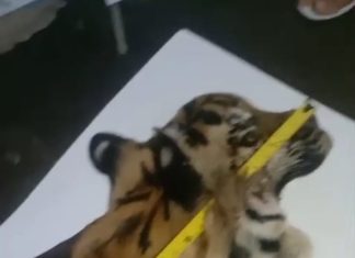 Sat Reskrim Polres Aceh Tengah Gagalkan Perdagangan Kulit Harimau Sumatra Lima Pelaku Ditangkap