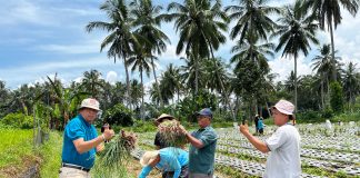 Wakil Wali Kota, Elzadaswarman, Panen Bawang Bersama Kelompok Tani Serasih