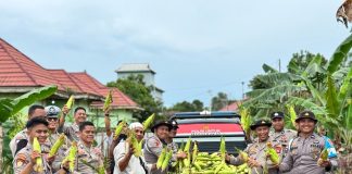 Panen Perdana Jagung di Daik Lingga, Polsek Tunjukkan Dukungan Nyata untuk Ketahanan Pangan