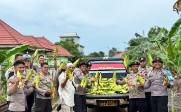 Panen Perdana Jagung di Daik Lingga, Polsek Tunjukkan Dukungan Nyata untuk Ketahanan Pangan