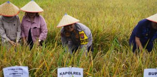 Kapolres Langkat hadiri Panen Raya Serentak, Wujudkan Swasembada Pangan Presiden RI