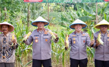 Sinergi Petani dan Polisi, Panen Raya Jagung Manis Warnai Ketahanan Pangan Kepri