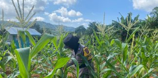 Polsek Siantan Aktif Kawal Pertumbuhan Jagung Demi Sukseskan Program Nasional Ketahanan Pangan