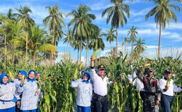 Dukung Program Ketahanan Pangan, Lanal Ranai Panen Jagung