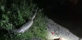 Heboh, Warga Desa Terapung Digegerkan Dengan Penemuan Ular Piton Sepanjang 8 Meter
