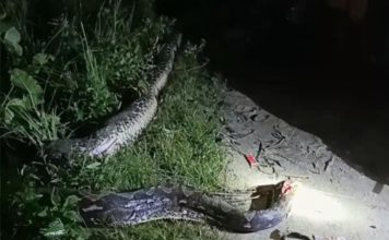 Heboh, Warga Desa Terapung Digegerkan Dengan Penemuan Ular Piton Sepanjang 8 Meter