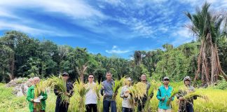 Bupati Aneng Panen Raya di Pesisir Timur, Tanda Kebangkitan Pertanian Anambas