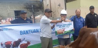 PWI Karimun Berkurban di Idul Adha 1446 H, Dukung Kebersamaan Lewat Sapi Bantuan PT Timah