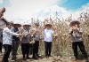 Wali Kota Payakumbuh Pimpin Langsung Pelaksanaan Panen Raya Jagung Serentak