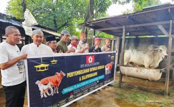 Gelar Penyembelihan Hewan Qurban di Batam, Ketua BPW KKSS Kepri Serahkan 1 Ekor Sapi