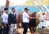 Wawako Elzadaswarman Serahkan Bantuan Sapi Simental Presiden Momen Idul Adha