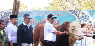 Wawako Elzadaswarman Serahkan Bantuan Sapi Simental Presiden Momen Idul Adha