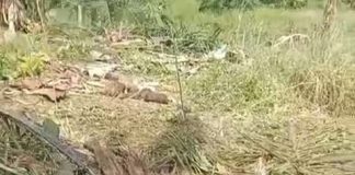 Pagar Listrik Kejut Rusak, Kawanan Gajah Liar Kembali Rusak Tanaman Petani di Seumanah Jaya