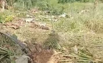 Pagar Listrik Kejut Rusak, Kawanan Gajah Liar Kembali Rusak Tanaman Petani di Seumanah Jaya