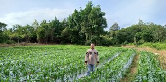 Polres Natuna Tanam 7.000 Batang Jagung di Lahan Rusun, Wujud Nyata Dukung Ketahanan Pangan Nasional