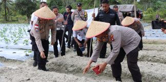 Dukung Ketahanan Pangan, Polres Lingga Tanam Jagung Serentak di Lahan Perhutanan Sosial