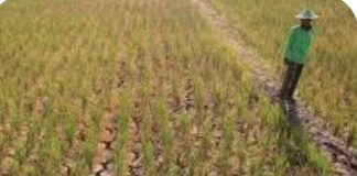 Petani Nurussalam Terancam Gagal Panen Akibat Keringnya Areal Sawah