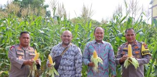 Kapolres Natuna Panen 12.000 Tongkol Jagung, Dorong Kemandirian Pangan dan Produktivitas Lahan Kosong