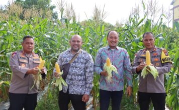 Kapolres Natuna Panen 12.000 Tongkol Jagung, Dorong Kemandirian Pangan dan Produktivitas Lahan Kosong