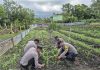 Polri Jadi Motor Ketahanan Pangan: Polsek Daik Lingga Aktif Rawat Tanaman Jagung di Lahan Perhutanan Sosial