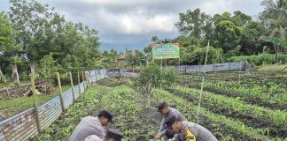 Polri Jadi Motor Ketahanan Pangan: Polsek Daik Lingga Aktif Rawat Tanaman Jagung di Lahan Perhutanan Sosial