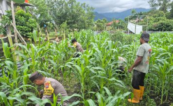 Polsek Daik Lingga Dorong Warga Tanam Jagung Serentak, Wujudkan Program Ketahanan Pangan Asta Cita