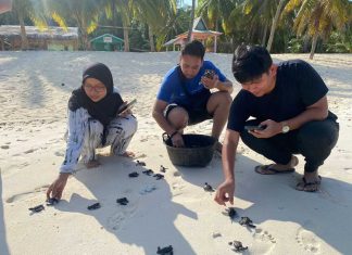 Pulau Pahat, Pesona Wisata Tropis yang Ajak Wisatawan Terlibat dalam Konservasi Penyu