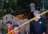 Seekor Gajah Jantan Mati Diduga Meminum Racun Rumput di Ladang Warga Peunaron, Aceh Timur