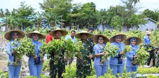 Danlanud RSA Natuna Pimpin Panen Raya Kacang Tanah, Dukungan Ketahanan Pangan Nasional