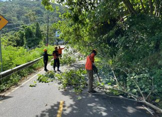 BPBD Anambas Tertibkan Pohon di Bukit Tengkorak untuk Antisipasi Bahaya