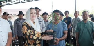 Bibit Cabai, Harapan Baru Petani Tapau: Bupati Cen Sui Lan Dorong Kemandirian Pangan Natuna