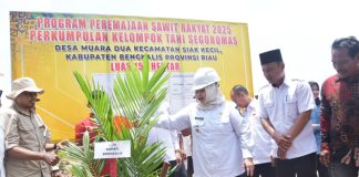 Peduli Swasembada Pangan, Bupati Kasmarni Tanam Perdana Kelapa Sawit Program PSR di Desa Muara Dua