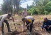 Polsek Bunguran Timur Bersama Poktan Desa Sebadai Hulu Gelar Penanaman Jagung Pipil Dukung Ketahanan Pangan