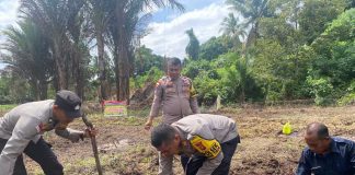 Polsek Bunguran Timur Bersama Poktan Desa Sebadai Hulu Gelar Penanaman Jagung Pipil Dukung Ketahanan Pangan