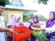 Ibu Bupati Lingga Panen Cabai Perdana, Dorong Ketahanan Pangan dari Pekarangan