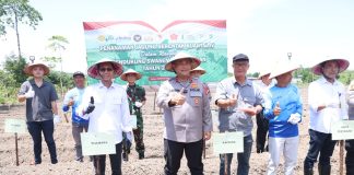 Polda Kepri Gelar Penanaman Jagung Serentak Kuartal IV, Jagung Tumbuh Ekonomi Berkembang