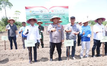 Polda Kepri Gelar Penanaman Jagung Serentak Kuartal IV, Jagung Tumbuh Ekonomi Berkembang