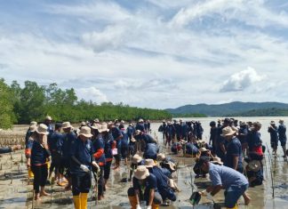 Medco E&P Natuna Bersama Generasi Muda Anambas Tanam 5.000 Bibit Manggrove